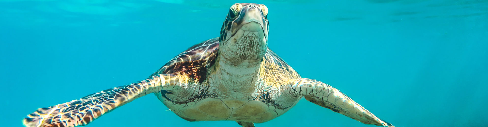 Sealife in Barbados, floating through the turquoise water.