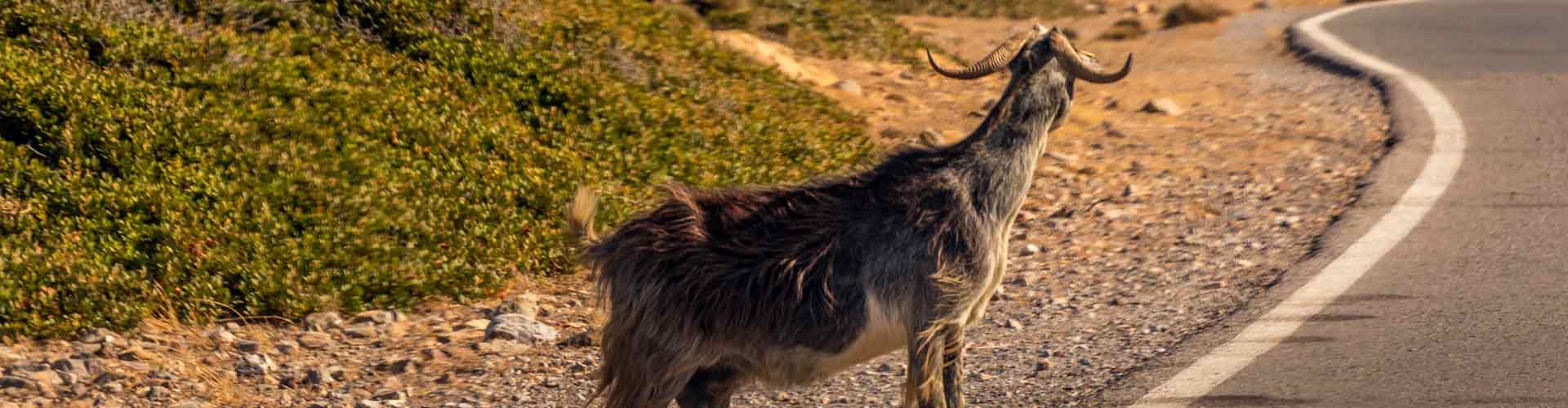 Goats on the island of Crete